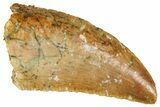 Serrated Raptor Tooth - Real Dinosaur Tooth #371441-1